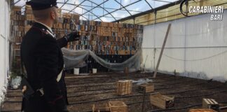Scoperto essiccatoio nel cimitero di Ruvo: arrestato coltivatore incensurato