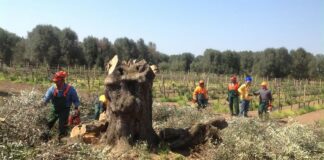 Xylella, l’UE: «Italia abbatta gli alberi infetti o contagio sarà disastroso»
