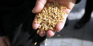Coldiretti, 120mila t di grano estero in arrivo