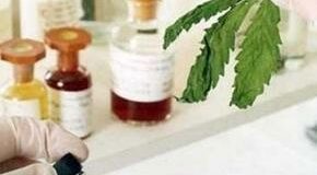 Salute: sì della Puglia alla produzione di cannabis medica