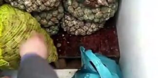 Sequestrate 5 tonnellate di prodotto ittico