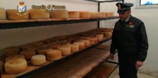 Scoperto dalla GdF laboratorio caseario abusivo