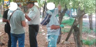 Scoperti 37 lavoratori a nero nelle campagne baresi