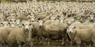 “Pecora Pazza”: nuovo caso a Bitonto