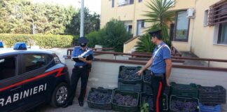 Sottrae 400 chili d’uva da fondo agricolo: arrestato pregiudicato