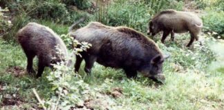 I cinghiali distruggono 40 ettari di parco: “Una catastrofe”