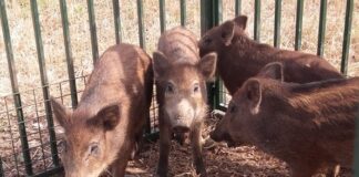 Emergenza cinghiali: il Comune di Bari diffonde vademecum