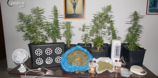 Scoperta piantagione di marijuana: arrestati due fratelli dal pollice verde