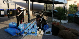 Furti di olive nelle campagne del barese: 8 arresti dei Carabinieri