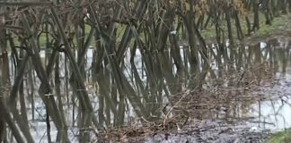 Grandinate e piogge alluvionali a settembre scorso: la Giunta Regionale chiede lo stato di calamità