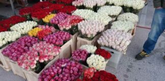 Riapre col botto il mercato dei fiori di Terlizzi: rose rosse a ruba