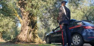 Furti di olive e mezzi agricoli nelle campagne, Coldiretti chiede incontro con Questore barese