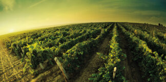 “PugliaWineWorld”, presentata la piattaforma digitale delle eccellenze vinicole pugliesi