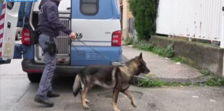 Detenzione e trasporto di cocaina, cittadino albanese arrestato nei pressi di Bitonto