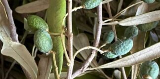 La siccità piega la produzione di olive in Puglia, Coldiretti chiede lo stato di calamità