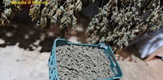 Coltivavano cannabis, le Fiamme Gialle ne sequestrano 610 chili