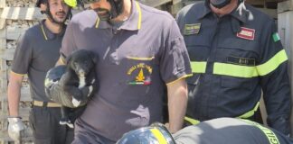 Sammichele di Bari, salvataggio di tre cuccioli intrappolati