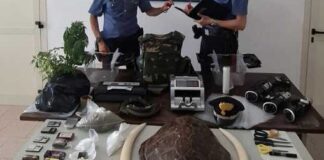 Droga, zanne d’avorio e un carapace: arrestati nonna e nipote
