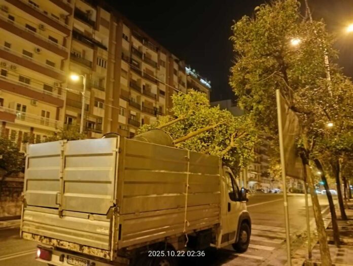 22-10-25 stanotte la piantumazione di 14 alberi di ligustro nel sottopasso Duca degli Abruzzi_2