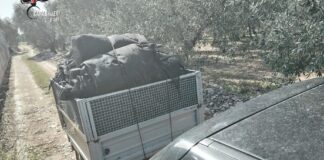Furto di olive nell’agro di Modugno, i Carabinieri identificano e denunciano due persone