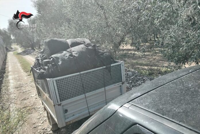 Furto olive