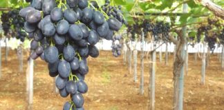 Furti nelle campagne: a Noicattaro sottratte oltre 8 tonnellate di uva