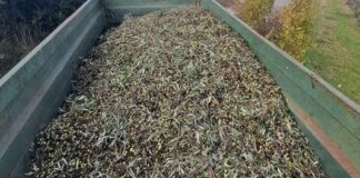 Asportavano olive da un fondo agricolo a Cassano Murge, denunciate 7 persone
