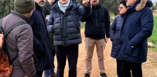 Xylella in agro di Bitonto, l’assessore regionale Paolicelli: «Caso isolato, manteniamo alta l’attenzione»