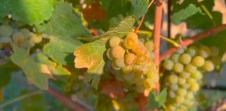 Vendemmia, Coldiretti Puglia: uve sane e qualità eccellente