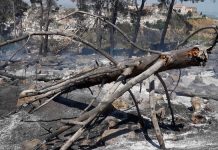 Più di 1,4 milioni per contrastare gli incendi boschivi