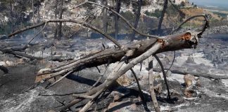 Più di 1,4 milioni per contrastare gli incendi boschivi