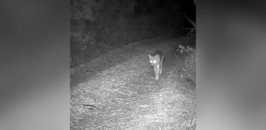 Catturato un esemplare di lupo nell’agro tra Noicattaro e Rutigliano